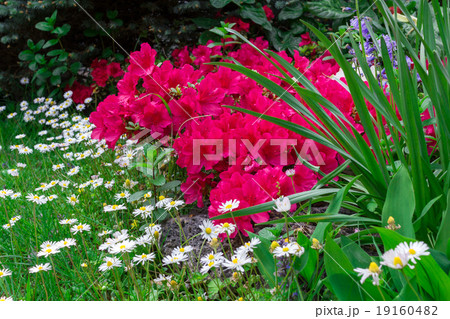Flowers and gardens 19160482