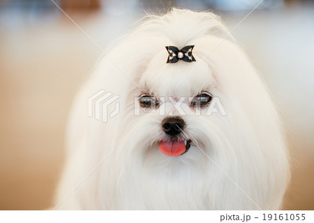 Shih Tzu White Toy Dog Shih Tzu White Toy Dog 19161055