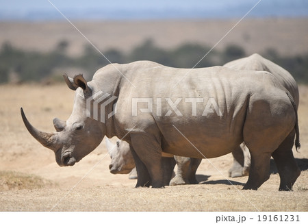 シロサイ 19161231