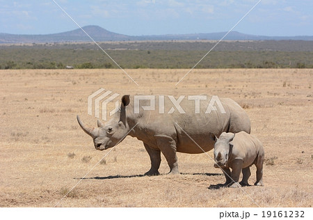 シロサイの親子 19161232