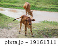 cows on watering grass river young calf look  19161311