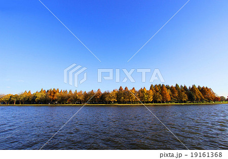 水元公園の紅葉 19161368