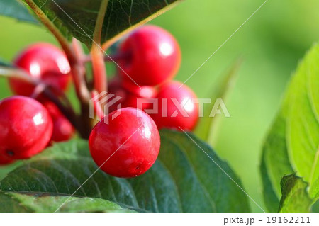 ヤブコウジ 19162211