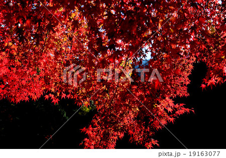 仁淀川支流　安居渓谷の紅葉 19163077