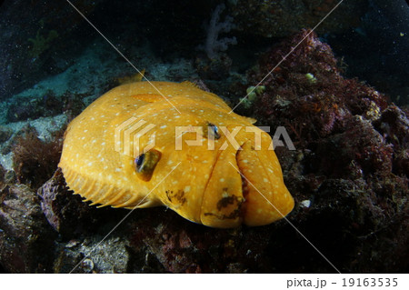 金色のヒラメ 19163535