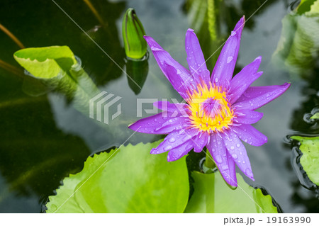 fresh lotus in pond fresh lotus in pond 19163990