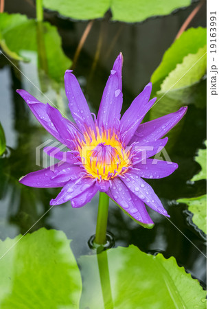 fresh lotus in pond 19163991