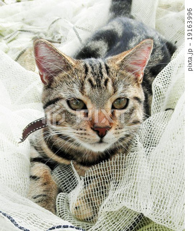 愛らしい猫アメリカン・ショートヘアー。　黒の縞模様がきれいです 19163996