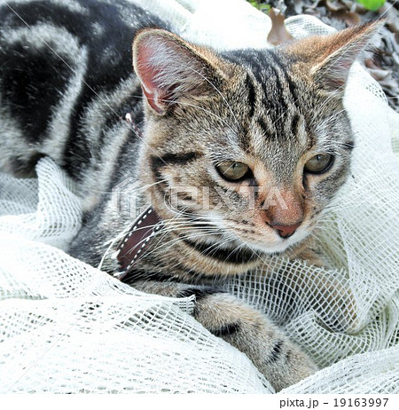 アメリカ80年代ビンテージ　美しい瞳と上品な佇まいに引き込まれる猫 アメリカ80年代ビンテージ 美しい瞳と上品な佇まいに引き込ま