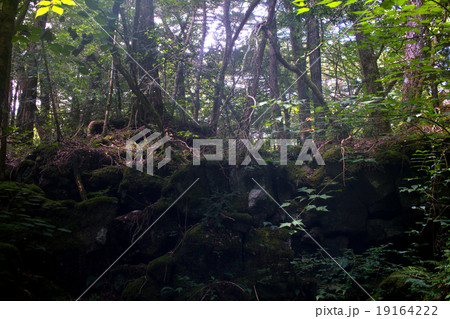 富士の樹海。 富士の樹海。 19164222