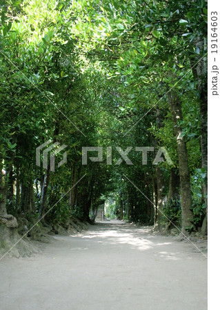 備瀬のフクギ並木 備瀬のフクギ並木 19164603