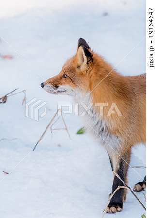 キタキツネ 横顔の写真素材