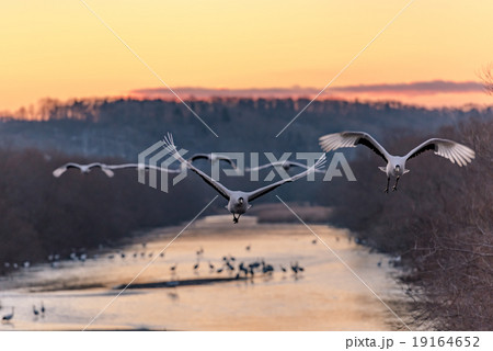 タンチョウの朝 タンチョウの朝 19164652