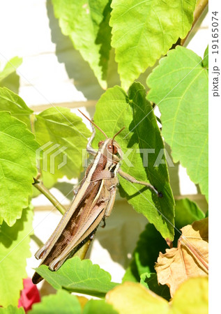 ツチイナゴ♪ 19165074