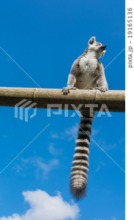 Ring-tailed lemur (Lemur catta) during summer Ring-tailed lemur (Lemur catta) during summer 19165136
