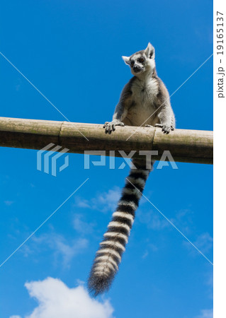 Ring-tailed lemur (Lemur catta) during summer Ring-tailed lemur (Lemur catta) during summer 19165137