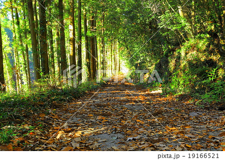 嵐山渓谷までの山道 19166521