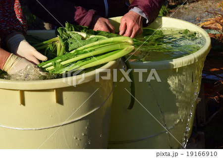 野沢菜洗い 野沢菜洗い 19166910
