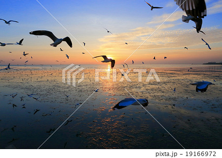 seagull 19166972