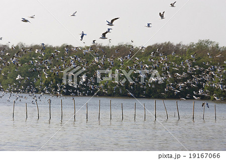 Birds masses 19167066