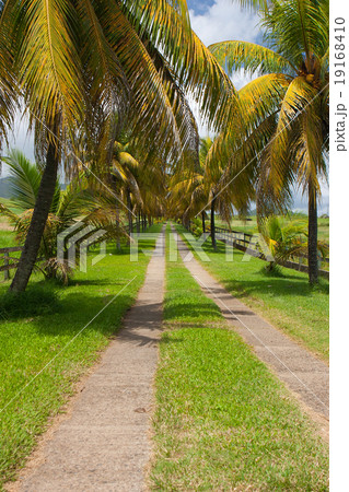 Palm road on the banana plantation, Guadeloupe 19168410