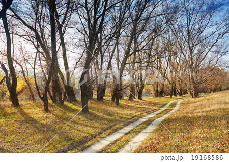 autumn forest and ground road near river 19168586