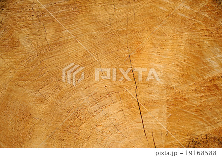 sawn wood texture. 19168588