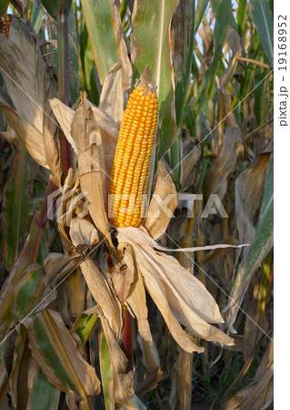 Corn plant ready for harvest Corn plant ready for harvest 19168952