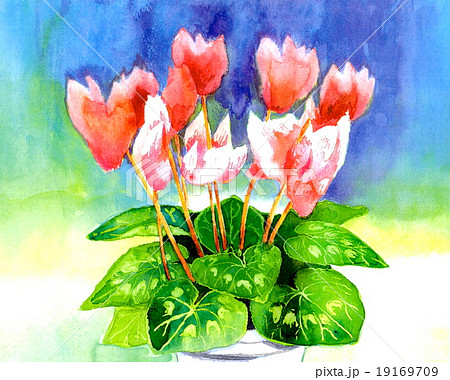 シクラメン 19169709