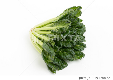 ターサイ ターサイ 19170072