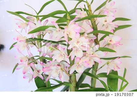 デンドロビュウムの花 デンドロビュウムの花 19170307