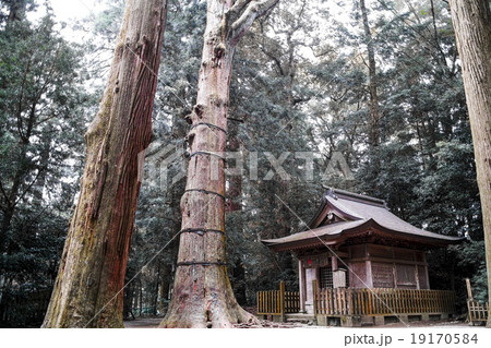 高千穂神社の大杉 19170584