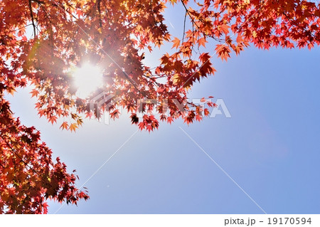 晩秋の紅葉と木漏れ日 19170594