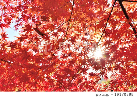 晩秋の紅葉と木漏れ日 19170599