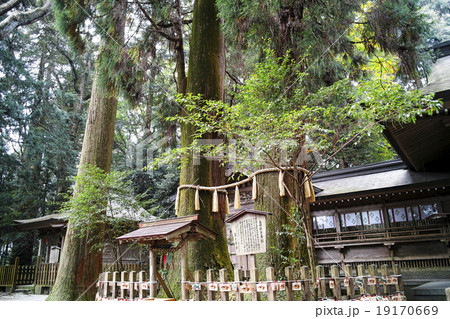 高千穂神社 夫婦杉 19170669