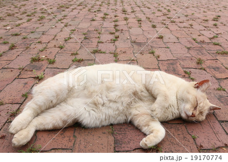 熟睡する野良猫 19170774