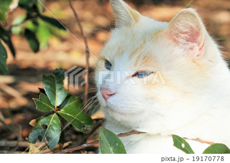 美しい青い瞳の猫 19170778
