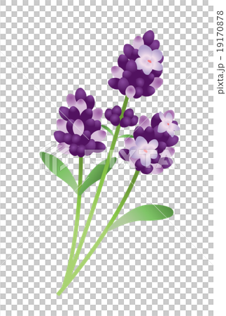 薰衣草 19170878