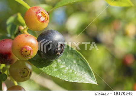 実のなったブルーベリーの木のアップ 実のなったブルーベリーの木のアップ 19170949