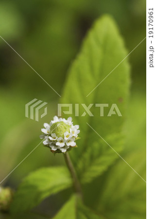 メキシカンスイートハーブの花のアップ メキシカンスイートハーブの花のアップ 19170961