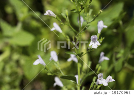 カラミンサの花 カラミンサの花 19170962