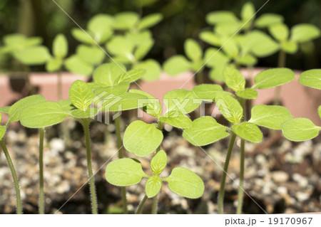 ゴマの苗 ゴマの苗 19170967
