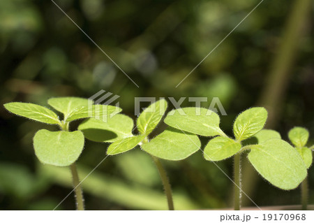 ゴマの苗 ゴマの苗 19170968