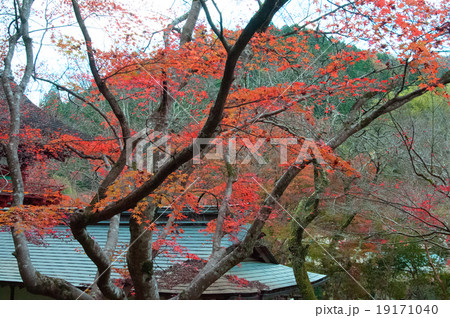 室生寺紅葉 室生寺紅葉 19171040