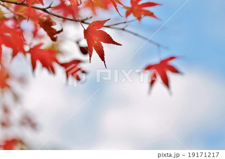 陶都有田白磁ケ丘公園の紅葉 19171217