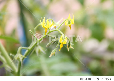 ミニトマトの花 トマト ナス科 の写真素材