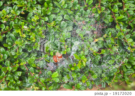 green leaf with water spray cobwebs texture back 19172020