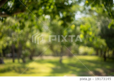 Bokeh leaf with sunlight 19173145