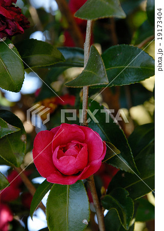 山茶花　さざんか　サザンカ 19173404