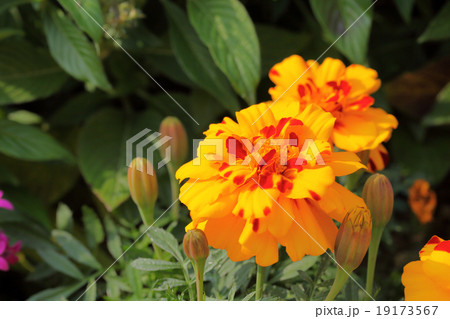 2色咲きマリーゴールドの花の写真素材